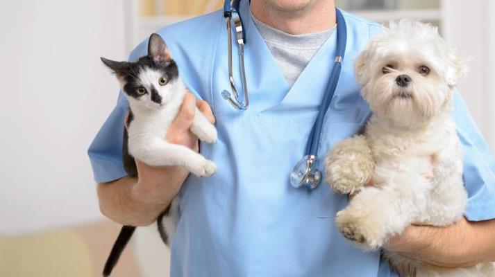 Animals’ health care