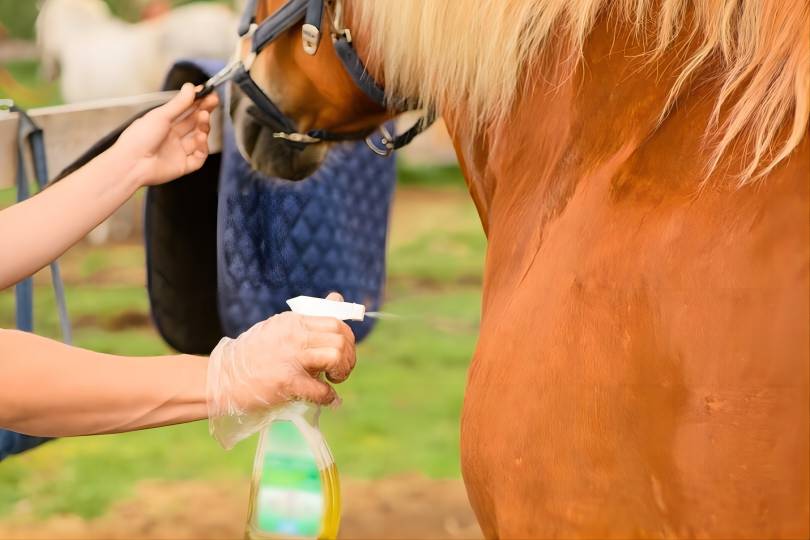 firocoxib for horses