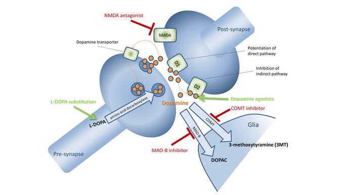 Mechanism of Action of Rotigotine