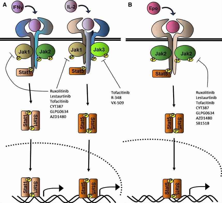 jakafi mechanisms of action