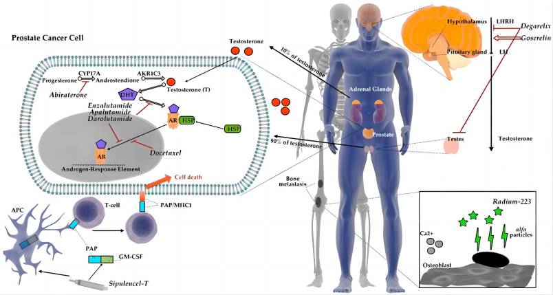 Apalutamide api for prostate cancer