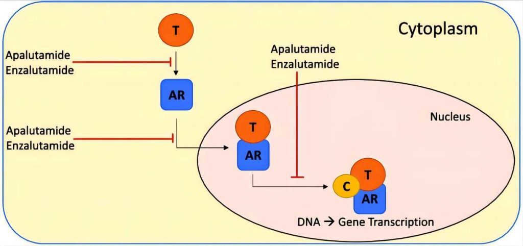 apalutamide mechanism of action