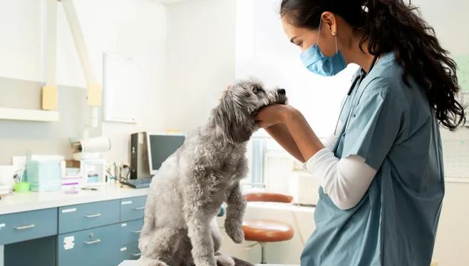 Firocoxib for dogs