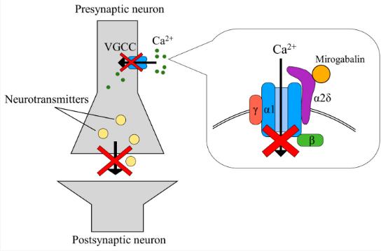 Mechanism of action of mirogabalin