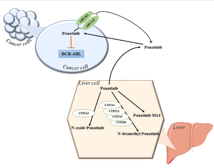 Ponatinib Hydrochloride Mechanism of Action